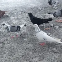 کفتر پرشی به شرط