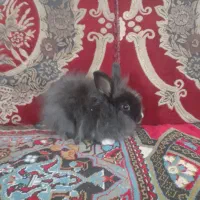 خرگوش پاکوتاه
