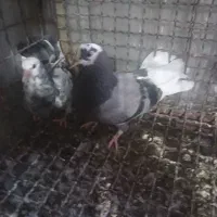 جوجه تک پر در حد