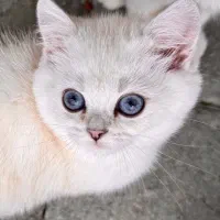 ۲تا بچه گربه بریتیش شورت هیر رنگ خاص و چشم آبی