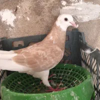 کبوتر طوق دوکت