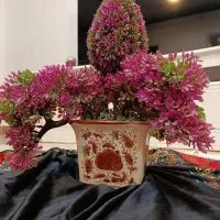 گل با گلدان در حد نو