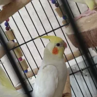 عروس هلندی لوتینو