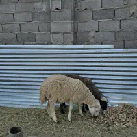 بره|حیوانات مزرعه|یزدان شهر, |دیوار