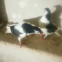 کبوتر دمگیر خرقه گلپنبه جوجه جیر بدرنگ