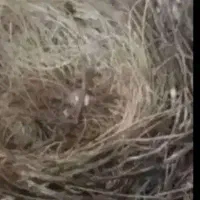 قناری 22 عدد کوچک و بزرگ