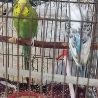 مرغ عشق|پرنده|گلپایگان, |دیوار