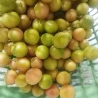 هلوچه محلی