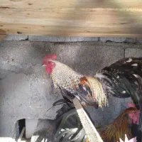 فروش‌خروس‌فونیکس‌‌