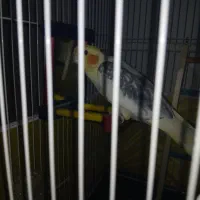 به علت نداشتن جا