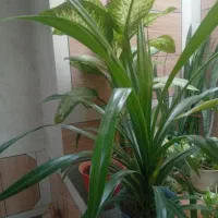 گل دیفن وگل ذرتی