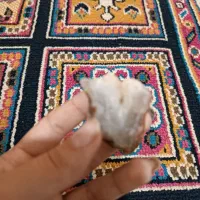 تعدادی سنگ قیمتی دوتا راف یاقوت  بفروش میرسه