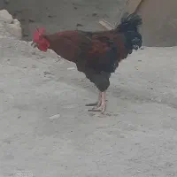 خروس کردی