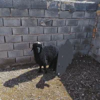 یک‌راس‌بره‌نربه‌فروش‌میرسد