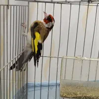 سهره نر