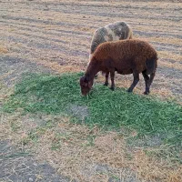 بنام خدا ۱۰راس میش ۶ راس بره