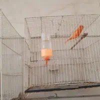 قناری ،سهره چهارگل،سهره قناری