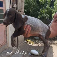 توله سگ شکاری المانی پویینتر