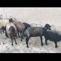 فروش ۴راس