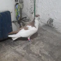 کبوتر چپ زرد