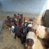 میش داشتی