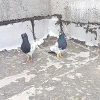 کفتر رنگی کله سیاه