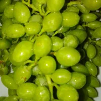غوره آبدار وتازه