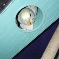 مرغ عشق نر و ماده در حال لونه گرم کردن سالم