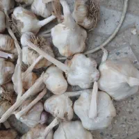۸تن سیر سفید