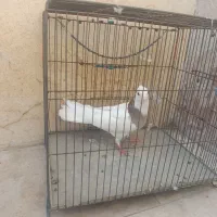 کفتر طوقی