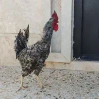خروس|حیوانات مزرعه|شیراز, دوکوهک|دیوار