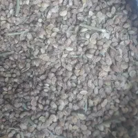 بذر یونجه بومی