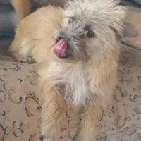 بازیگوش