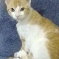 گربه