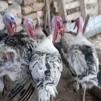 بوقلمون نر جوان