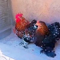 مرغ وخروس کوشین زینتی