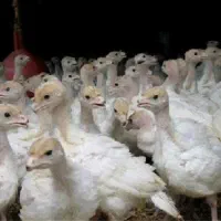 بوقلمون گوشتی   ۱ ماهه