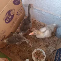 جوجه قو غاز