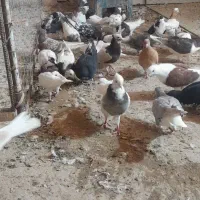 ۳۵تا کفتر پرش دانه ۲۰۰
