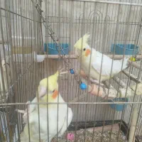 عروس هلندی کوتوله برزیلی ۷ عدد مرغ عشق
