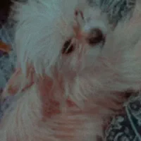 سگ شیتزوترید