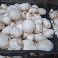 یک نفر کارگر در کار قارچ در صباشهر