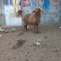 بره نر