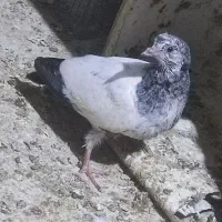 کبوتر کله ای