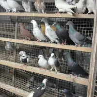 کبوتر  رنگی