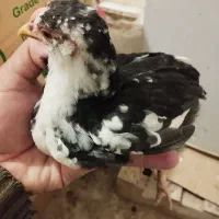 جوجه دو ماهه گلین