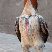 خروس لاری اوشامو..