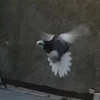 شازده مفلق گمشده