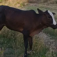 فروش گوساله