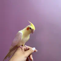 عروس هلندی